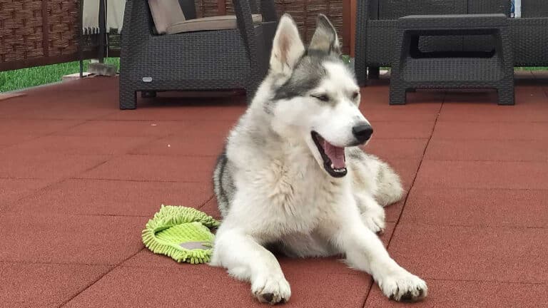 Rusza proces myśliwego, który zastrzelił psa