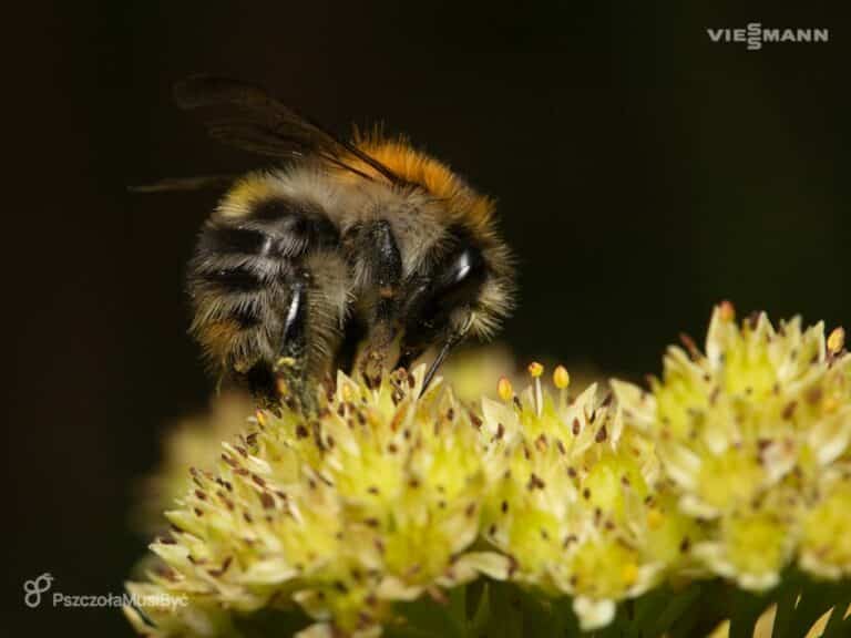 Pomóżmy owadom zapylającym!