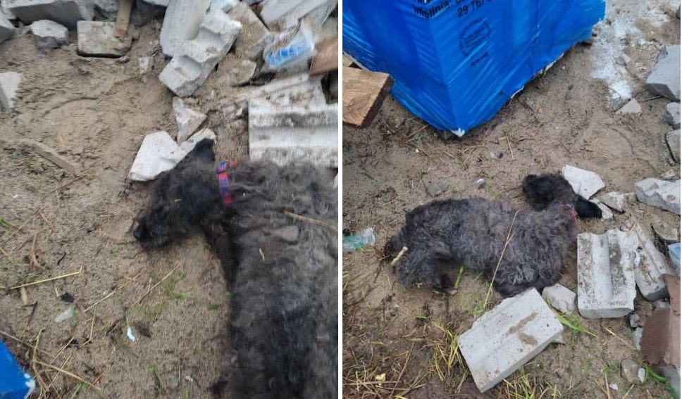 Suczka znaleziona na śmietniku walczy o życie pies Olsztyn, Wiadomości