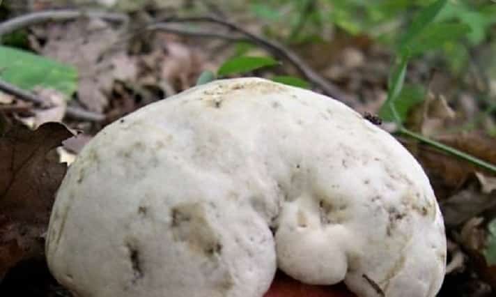 W jednym z polskich las&oacute;w znaleziono szatana