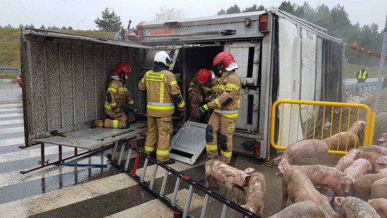 300 prosiaków miało wypadek. Niestety pięć nie przeżyło