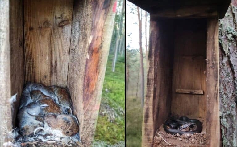 Zaskroniec zamieszkał w budce lęgowej dla ptak&oacute;w