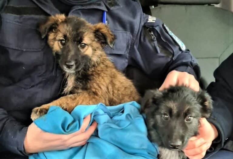 Policjanci uratowali szczenięta błąkające się po drodze S7