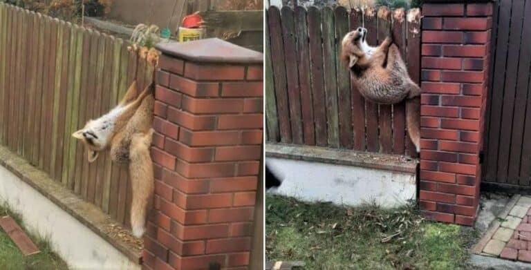 Lisek utknął w ogrodzeniu, pr&oacute;bując coś ukraść, i został uwolniony przez strażak&oacute;w.