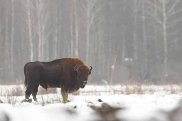 Stado żubrów w Puszczy Boreckiej liczne, ale zdrowe