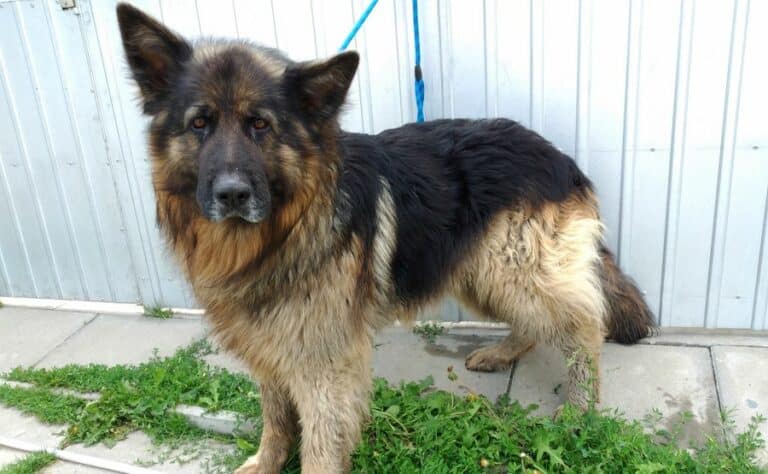 Właścicielka owczarka, na którego szczekanie skarżył się sąsiad, ukarana przez sąd