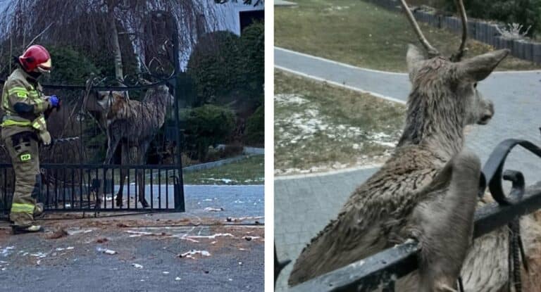 W bramie kościoła parafialnego w utknął kopytem jeleń