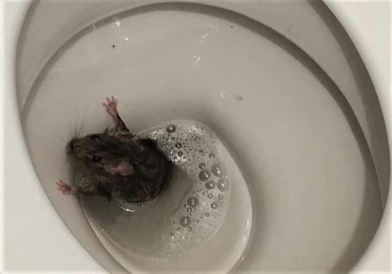 Uczennica pogryziona przez szczura w trakcie korzystania ze szkolnej ubikacji