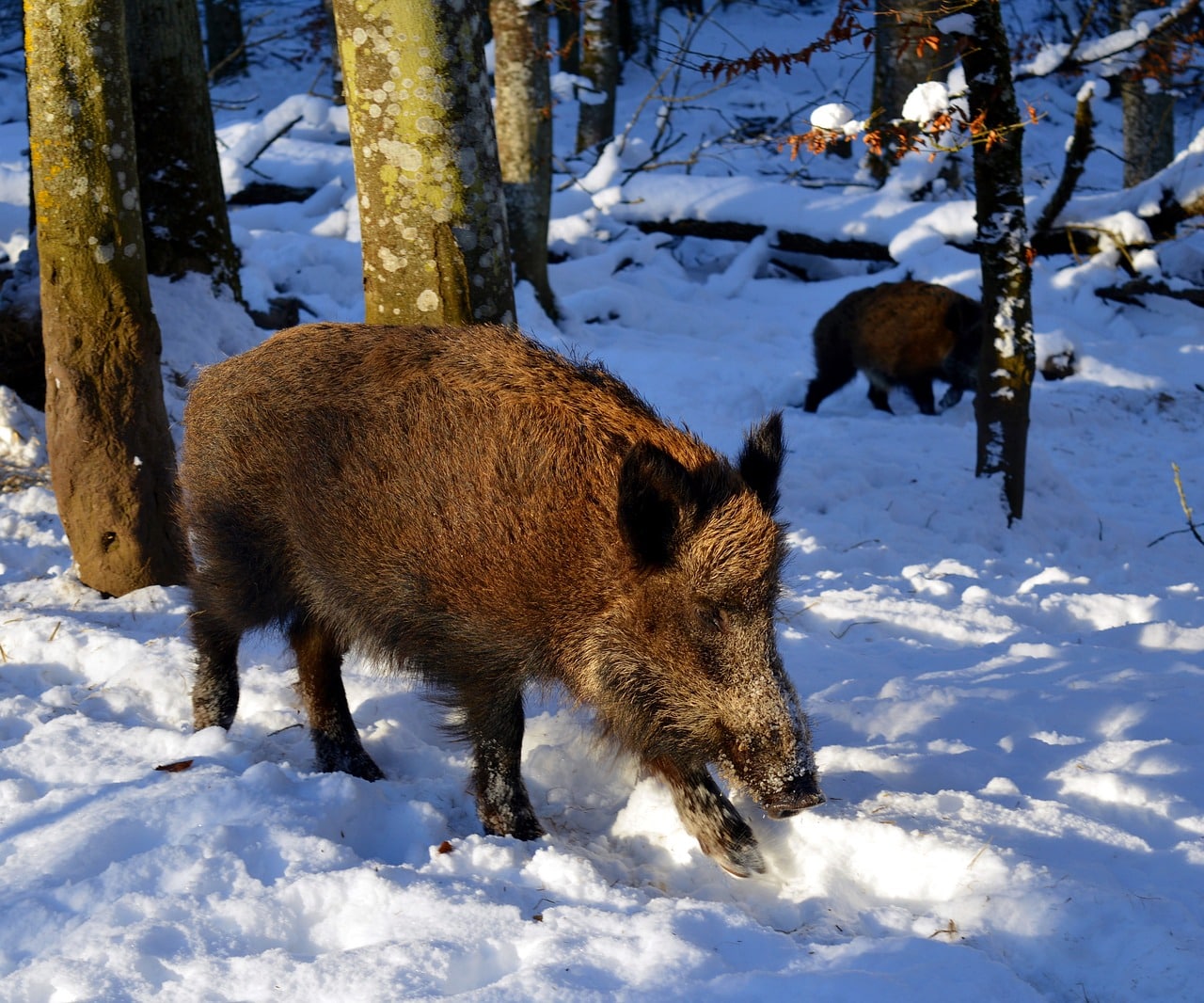 Podczas łagodnych zim leśnicy nie dokarmiają dzikich zwierząt las Wiadomości, Olsztyn, zPAP