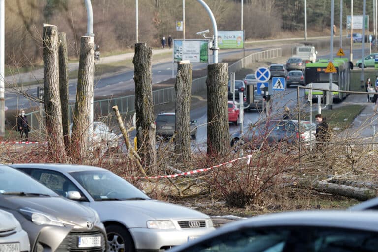 Ratusz ogłosił przetarg na sadzenie ponad 1,8 tys. drzew