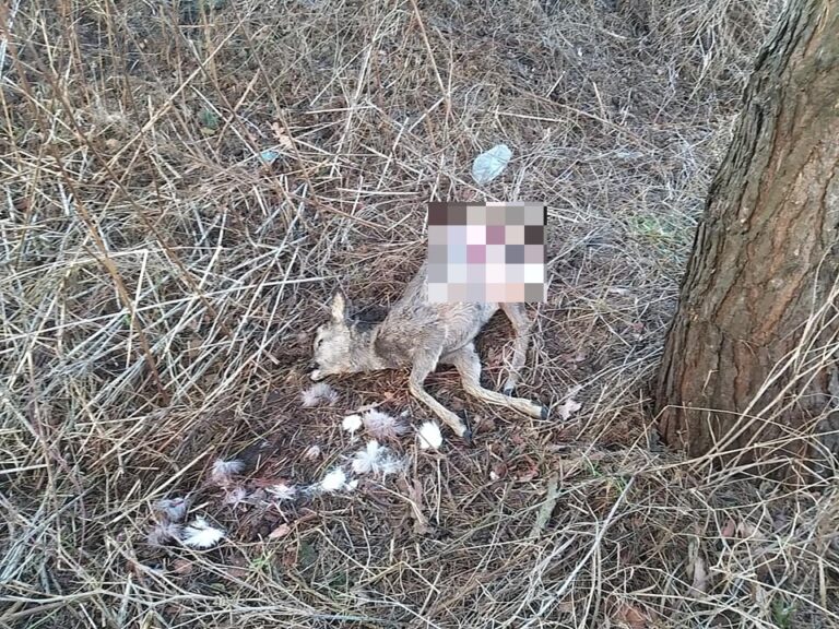W okolicach Olsztyna pojawiły się wilki? Sarna rozgryziona w p&oacute;ł