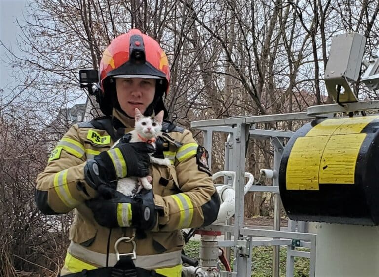 Kotek zaklinował się w rynnie, pomogli mu strażacy