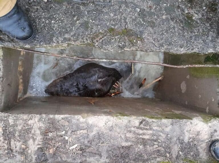 Strażacy uwolnili bobra uwięzionego w betonowej studzience