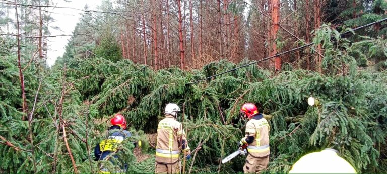 Wichury zniszczyły setki tysięcy drzew w lasach regionu