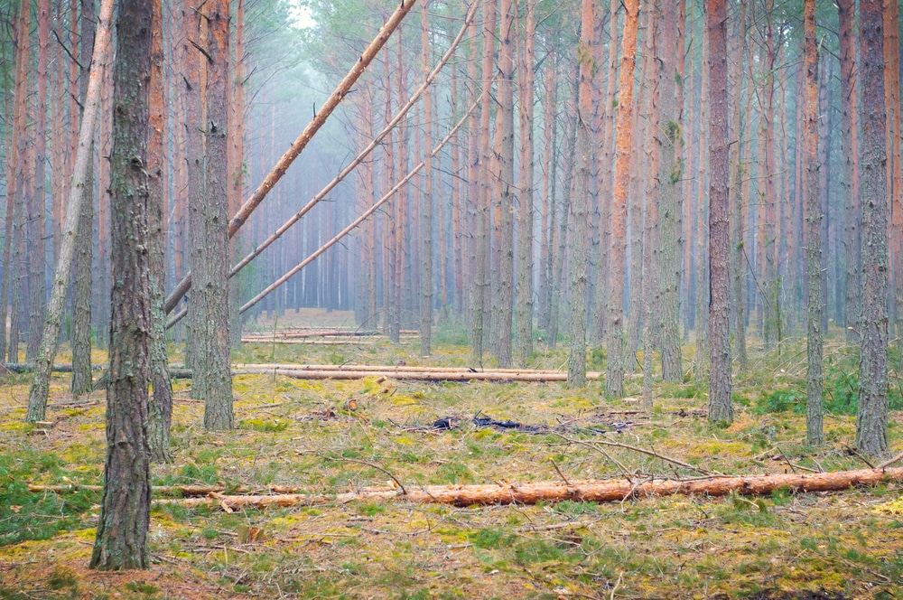 Do końca lutego zakaz wstępu do lasów nadleśnictwa Susz las Olsztyn, Wiadomości
