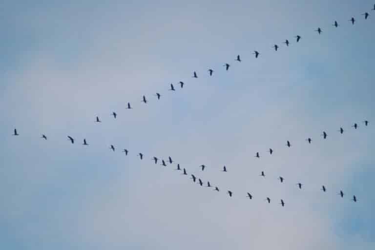 Widać wiosnę? Nad olsztynem przelatują klucze ptak&oacute;w