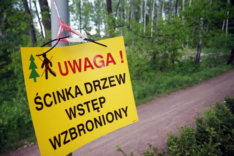 Znowu zostanie wyciętych kilkaset drzew w Olsztynie