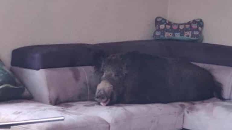 Kobieta w szoku. Gdy wróciła do domu zobaczyła dzika na kanapie