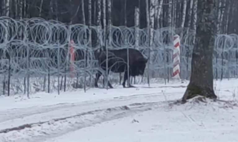 Wojsko z Mazur przepuściło przez zasieki żubra, by wrócił z Białorusi do stada w Polsce