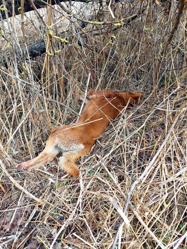 Pijani myśliwi zabili dwa psy i ciężarną łanię Olsztyn, Wiadomości