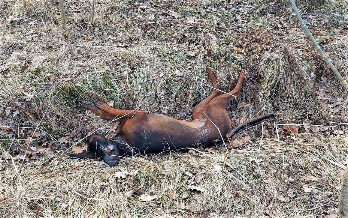 Pijani myśliwi zabili dwa psy i ciężarną łanię Olsztyn, Wiadomości