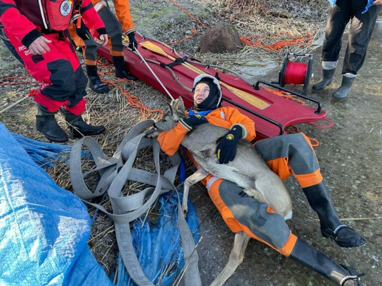 Zastęp OSP uratował sarnę, kt&oacute;ra utknęła na zamarzniętym jeziorze