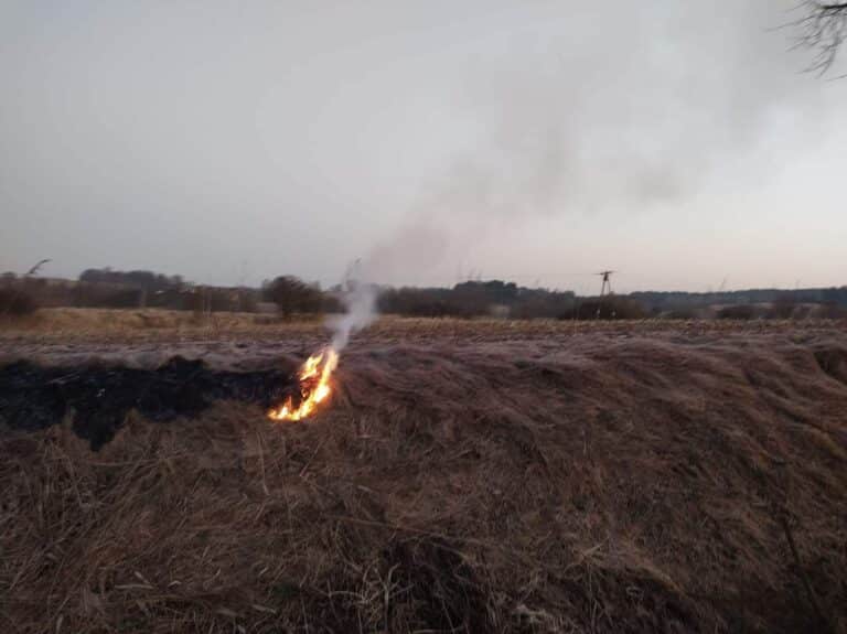 Plaga wypalania traw na łąkach