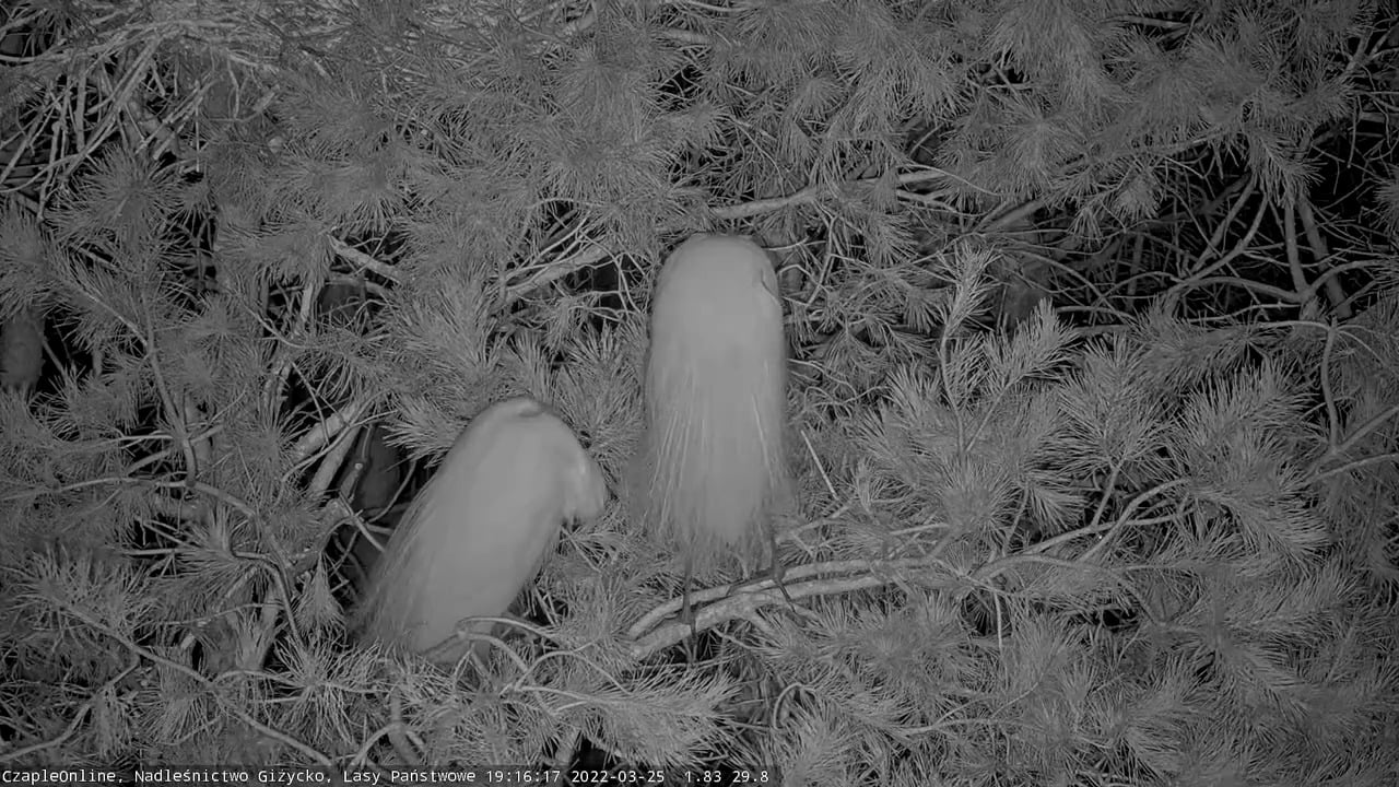 Leśne duszki? Leśnicy zarejestrowali kamerą coś niezwykłego przyroda Olsztyn, Wiadomości