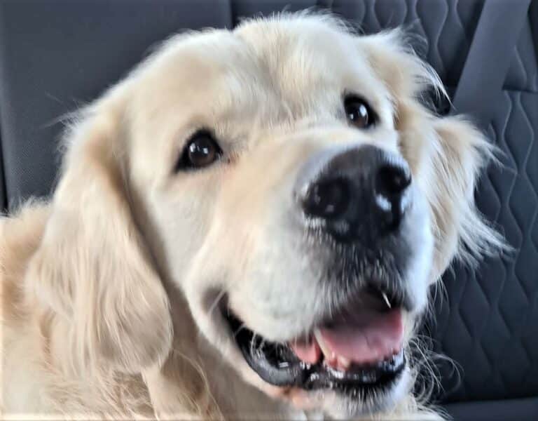 Olsztyńscy policjanci zaopiekowali się pieskiem, kt&oacute;ry błąkał się po jednej z ulicy