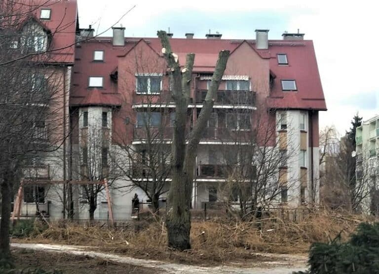 „Barbarzyństwo na Pieczewie”?  Spółdzielnia „DOM” przycięła gałęzie drzewom