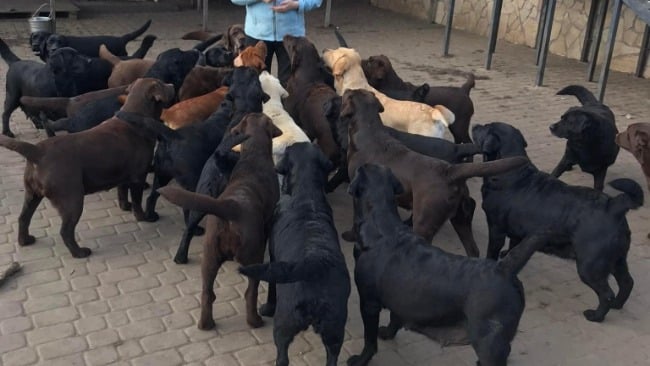 19-latka buduje punkt adopcyjny dla psów z Ukrainy. Mieszkańcy sprzeciwiają się tej inicjatywie