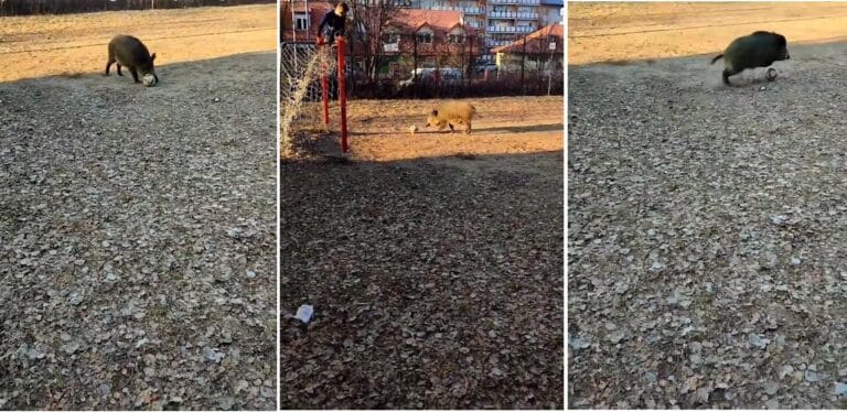 Dzik zaczął grać w piłkę nożną. Ten filmik z Olsztyna ogląda już cały świat