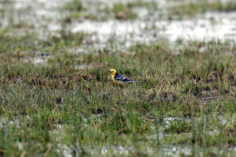 Na Welem zaobserwowano pierwszy raz pliszkę cytrynową