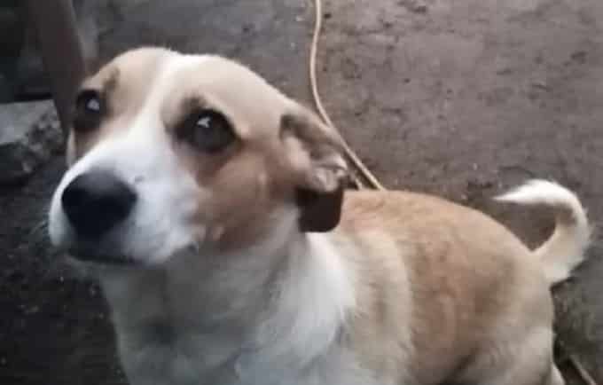 Dwie osoby oskarżone po zabiciu psa na zlecenie