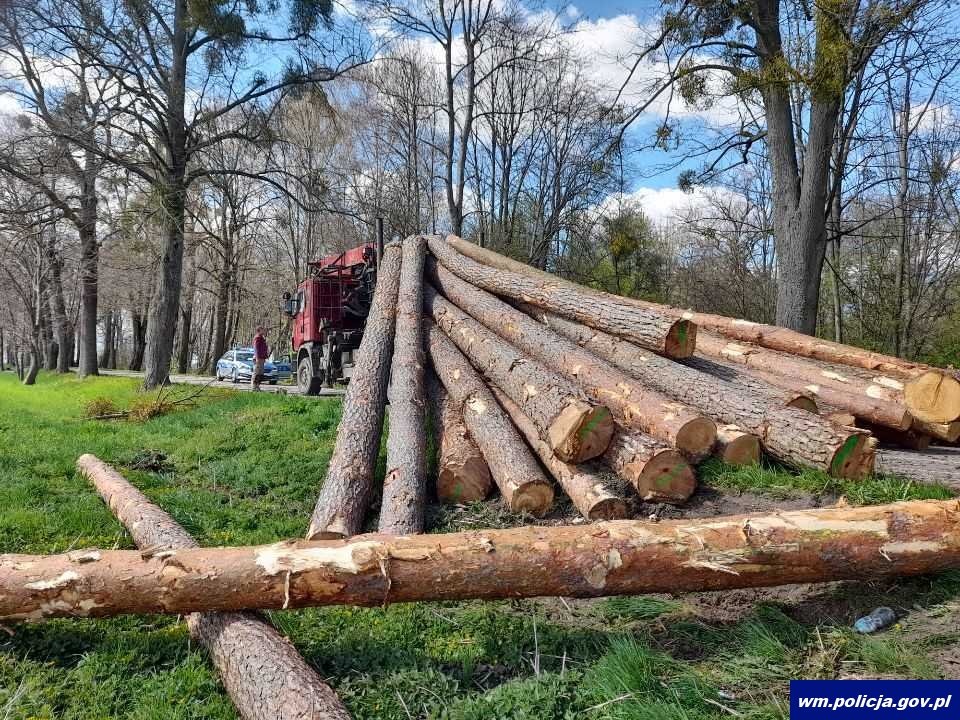 Ścięte drzewa runęły na drogę wypadek Olsztyn, Wiadomości, zShowcase