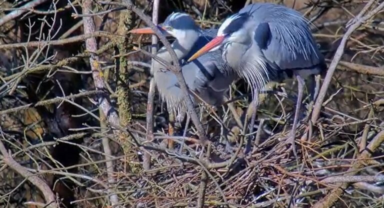 W czaplińcu wykluwają się młode czaple