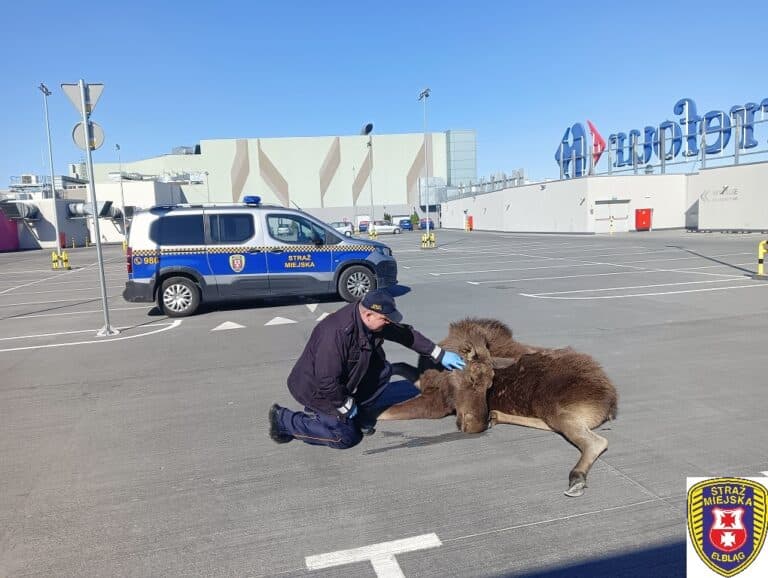 Łoś biegał po dachu centrum handlowego