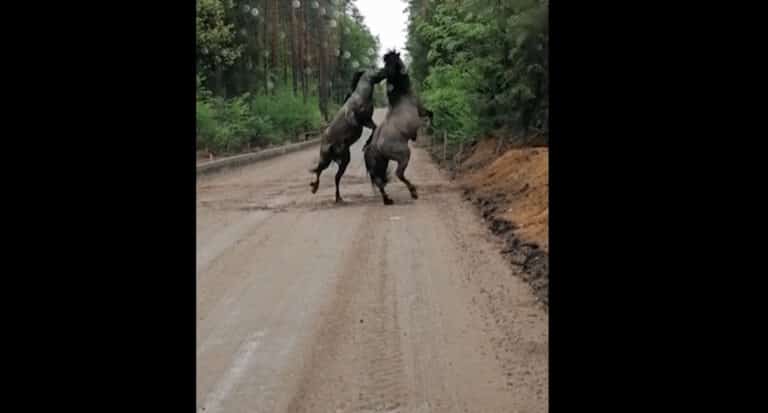 Niesamowite nagranie z Mazur. Dzikie konie walczą w lesie