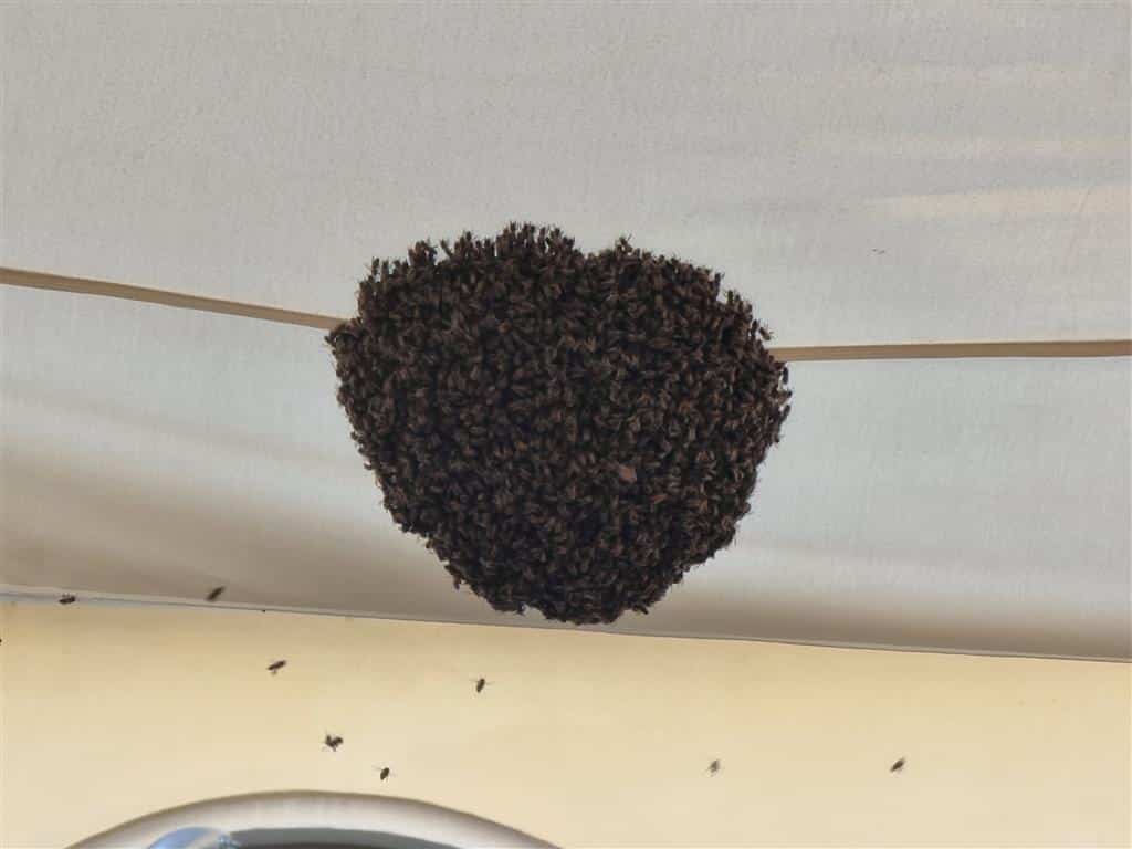 Pszczoły zaatakowały Olsztyn! Ludzie uciekali w panice przyroda Olsztyn, Wiadomości, Wideo