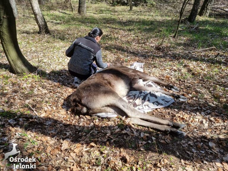Uśpiono łosia, który spacerował po dachu centrum handlowego. Oto jak zakończyła się ta historia