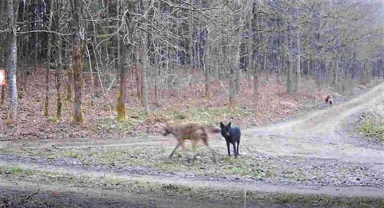 Sensacyjne nagranie z polskiego lasu. Nikt nie wie co to za zwierzę dołączyło do stada wilków