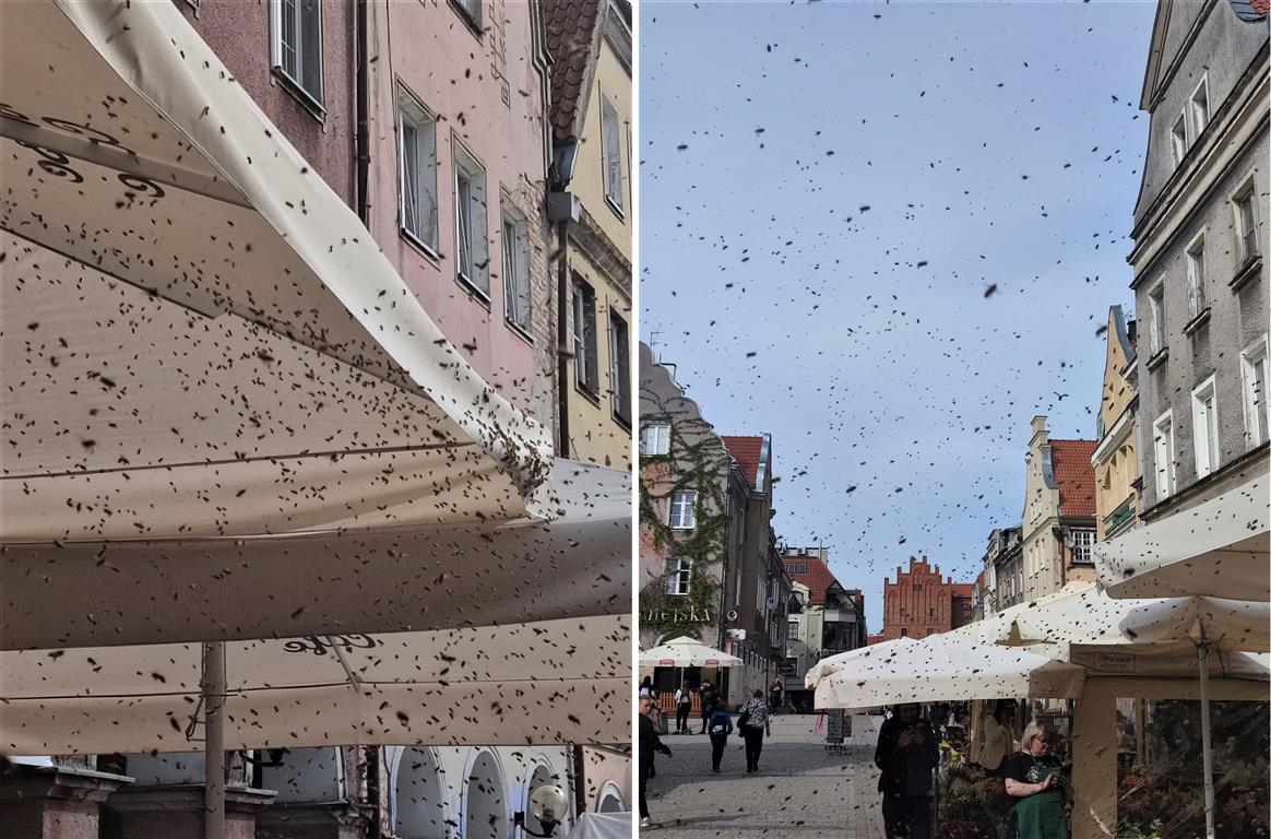Pszczoły zaatakowały Olsztyn! Ludzie uciekali w panice przyroda Wiadomości, zemptypost, zPAP