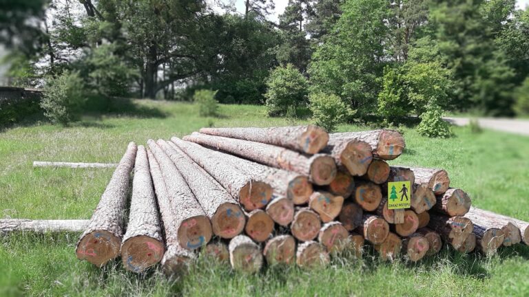 Flis kanałem elbląskim – rozpoczęto się budowanie tratwy