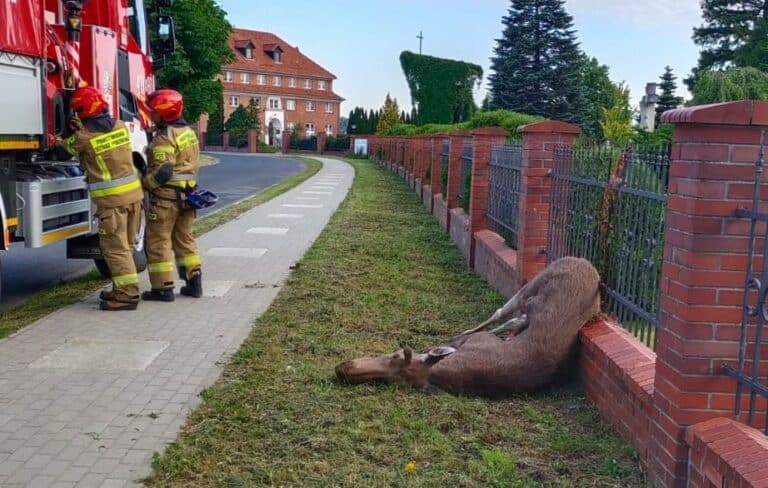 Tragicznie zakończyła się wędrówka młodego łosia