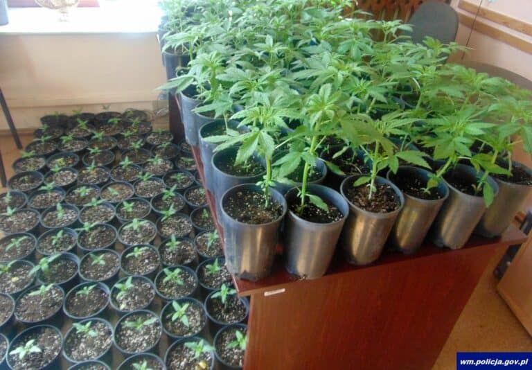 Policjanci zatrzymali dw&oacute;ch braci, kt&oacute;rzy w lesie pielęgnowali sadzonki