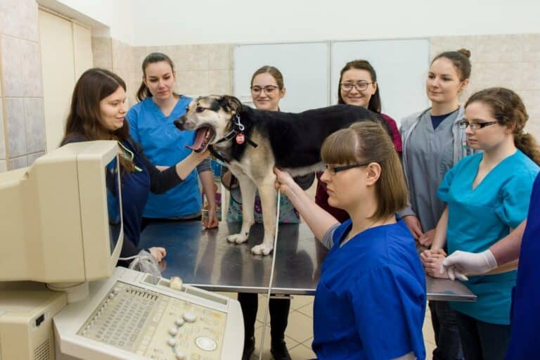 Weterynaria UWM awansuje w prestiżowym rankingu