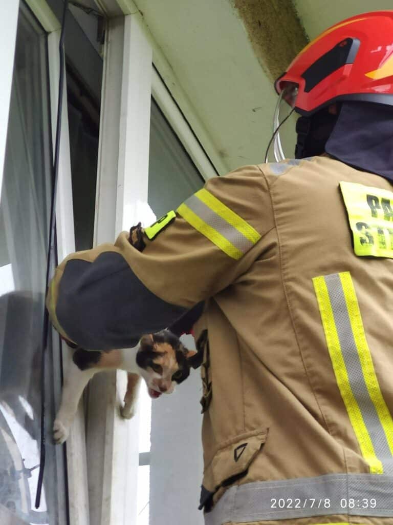 Kot utknął w oknie. Z pomocą ruszyli strażacy