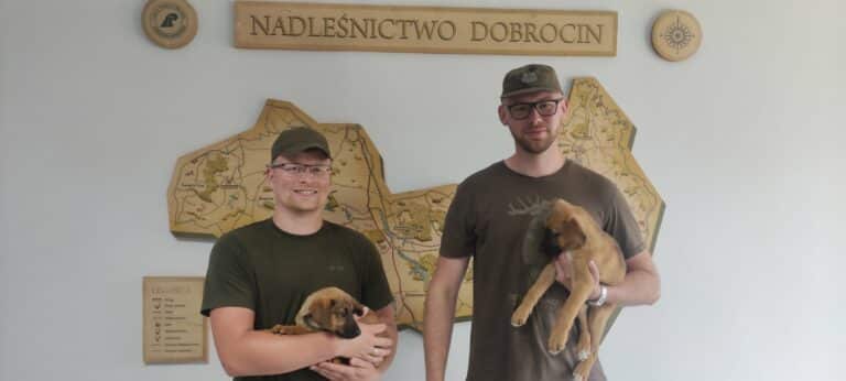 Wystraszone szczeniaki ukrywały się pod kłodami. Dały się zwabić na kanapki