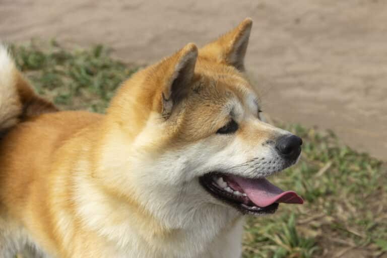 Dziecko straciło kawałek ucha. 10-latek bawił się na plaży, gdy zaatakował go nagle pies Akita
