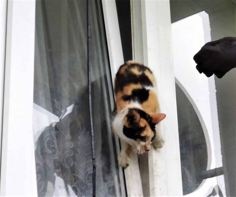 Kot utknął w oknie. Z pomocą ruszyli strażacy